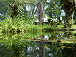 FZ008229 Marsh frogs (Pelophylax ridibundus) on plank.jpg